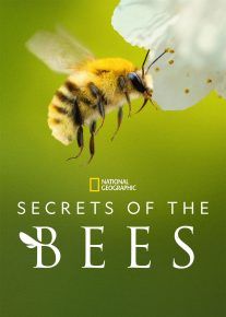  مستند رازهای زنبورها Secrets of the Bees 2026 با زیرنویس فارسی