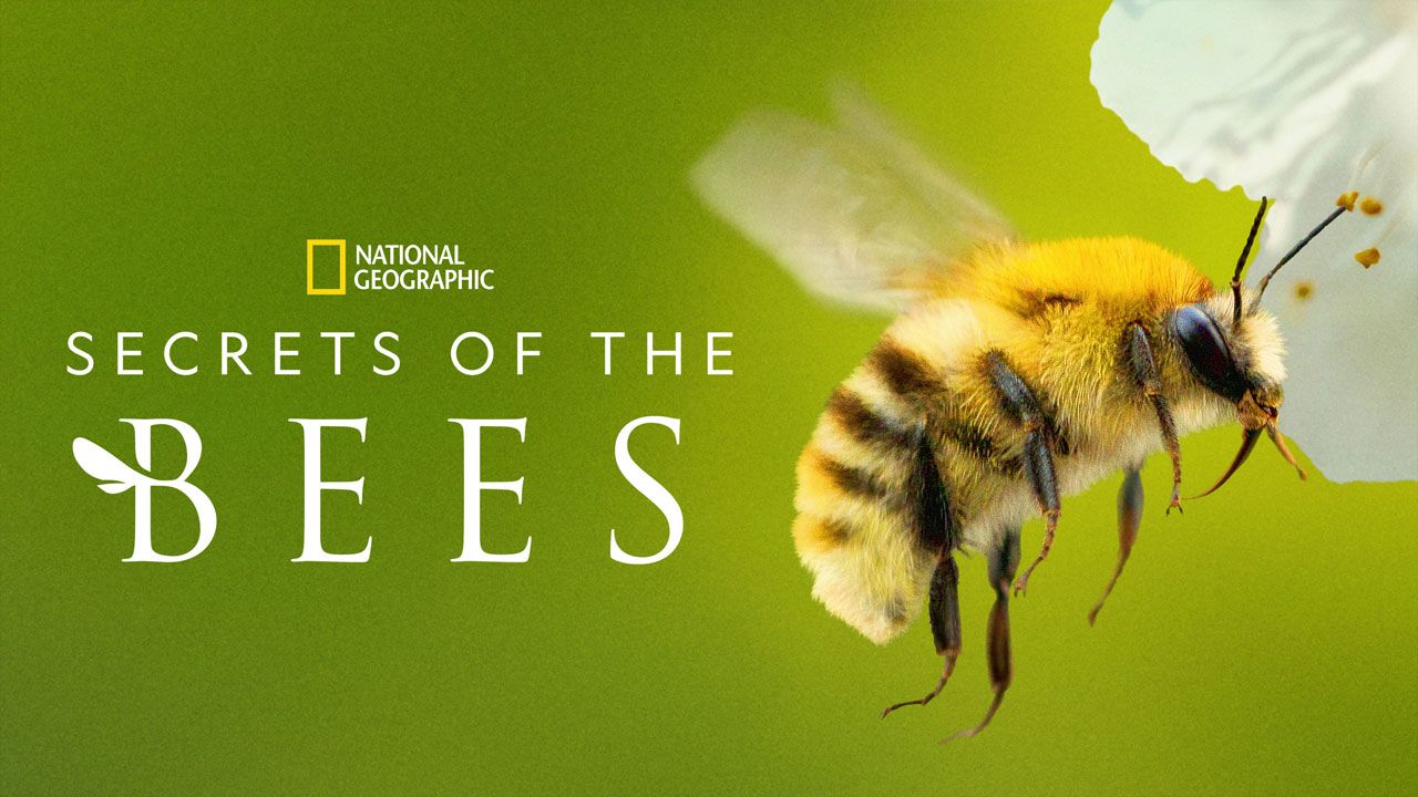 مستند رازهای زنبورها Secrets of the Bees 2026 با زیرنویس فارسی